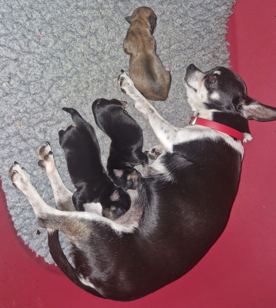 Chiot Chihuahua du Clan Des Petits Pirates