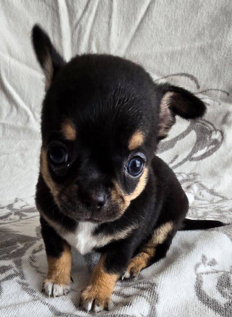 du Clan Des Petits Pirates - Chiots disponibles - Chihuahua