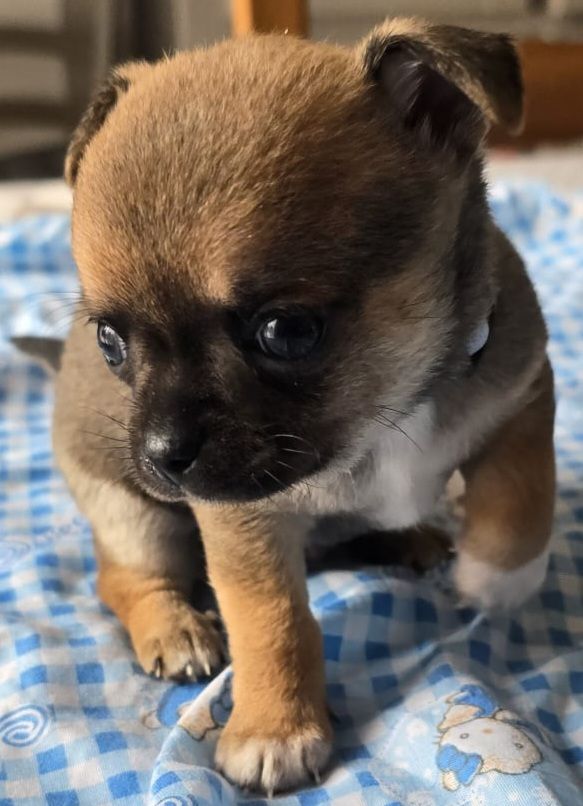 du Clan Des Petits Pirates - Chiots disponibles - Chihuahua