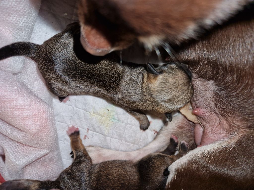 Chiot Chihuahua du Clan Des Petits Pirates